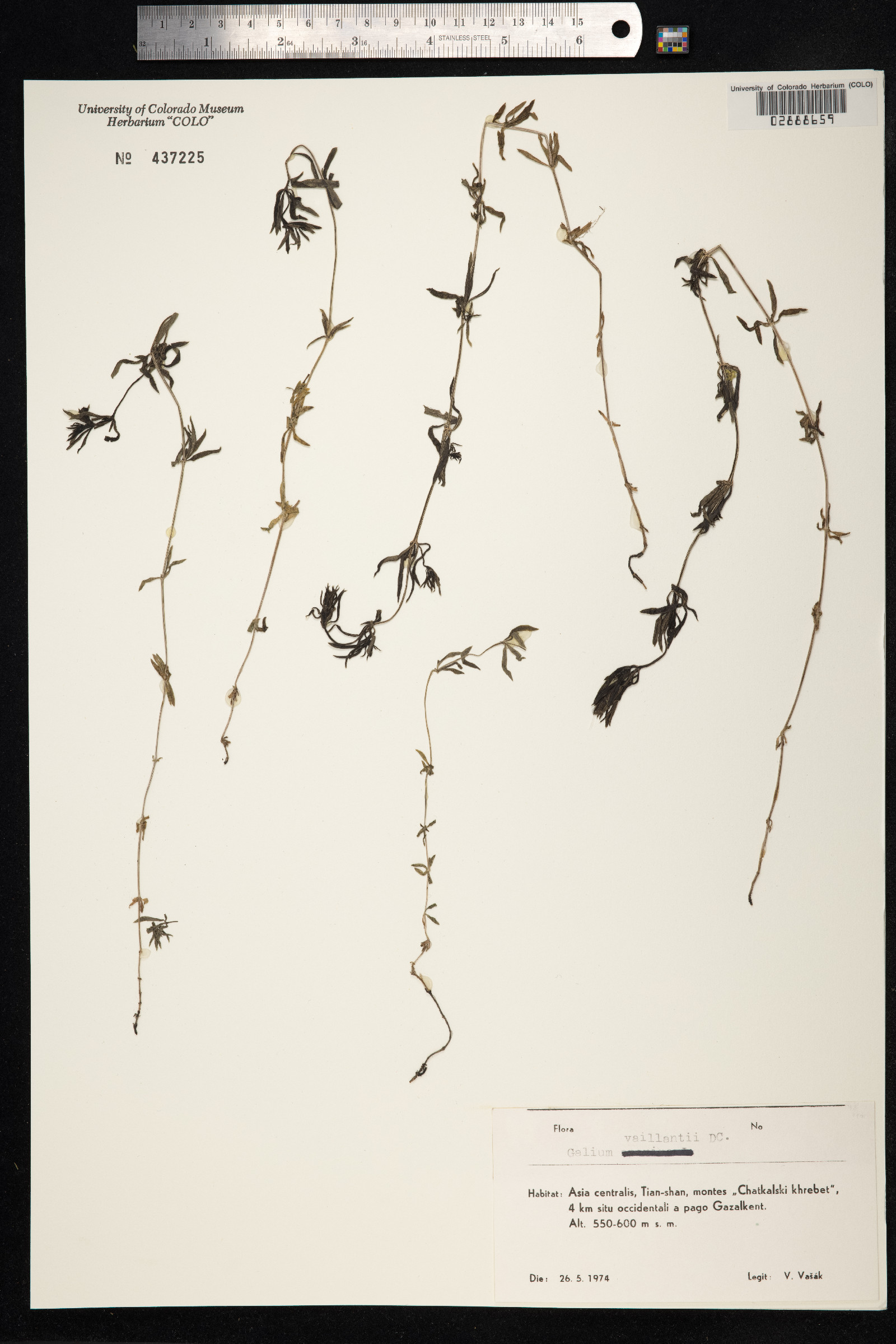 Galium aparine image