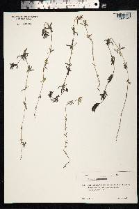 Galium aparine image