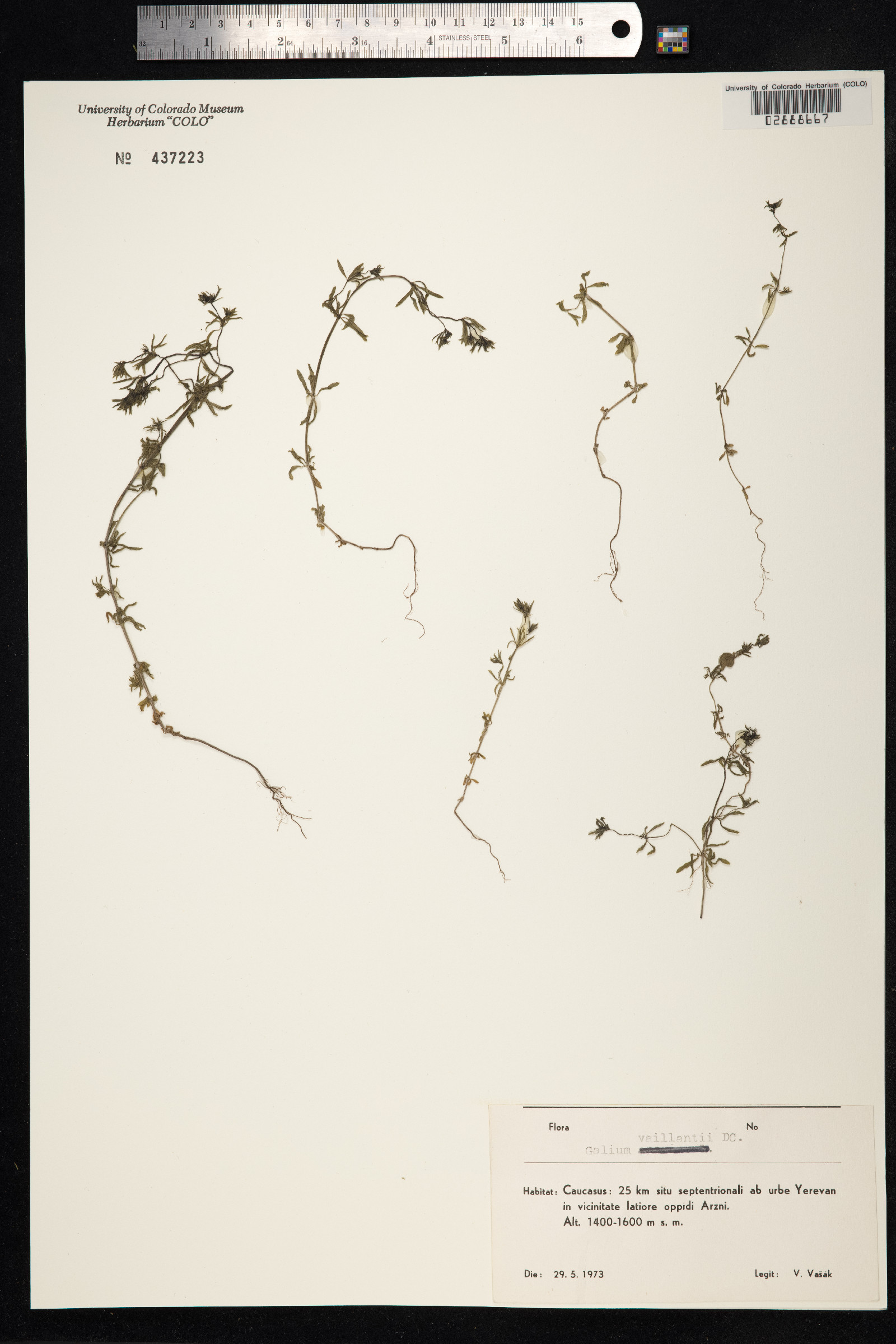 Galium aparine image