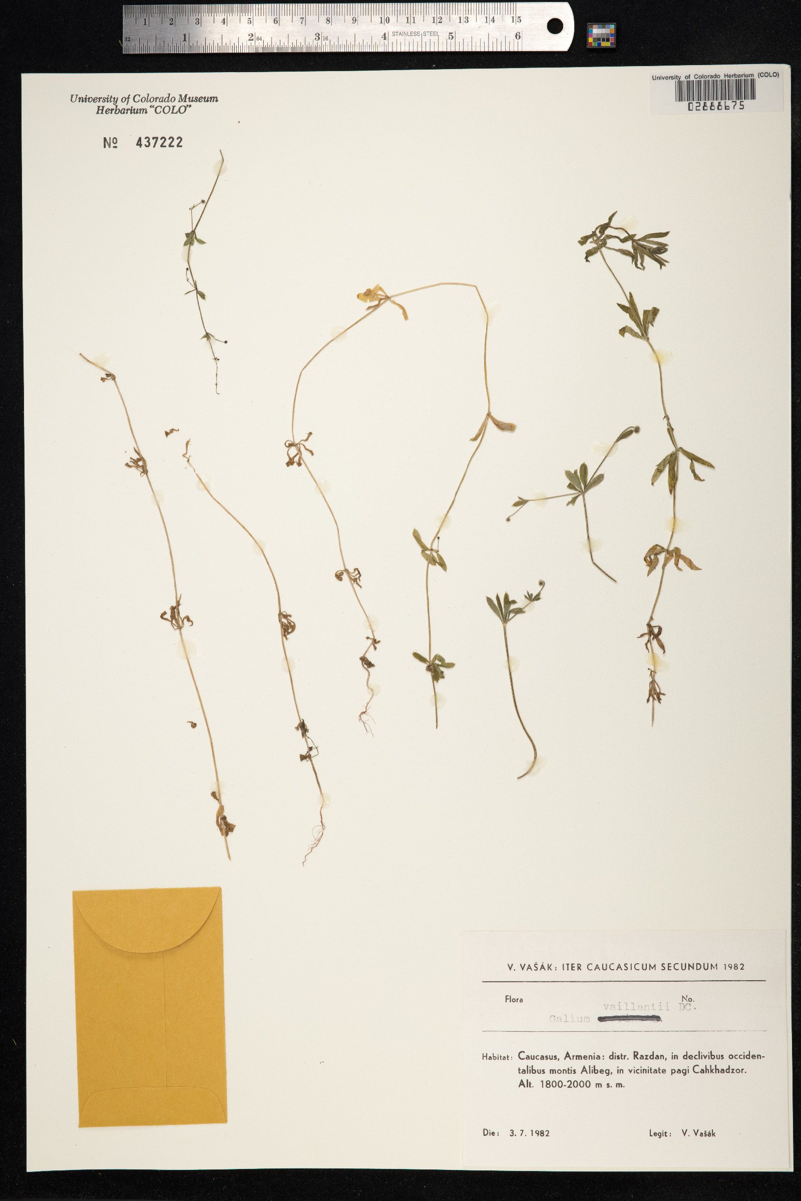 Galium aparine image