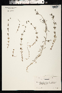 Galium aparine image