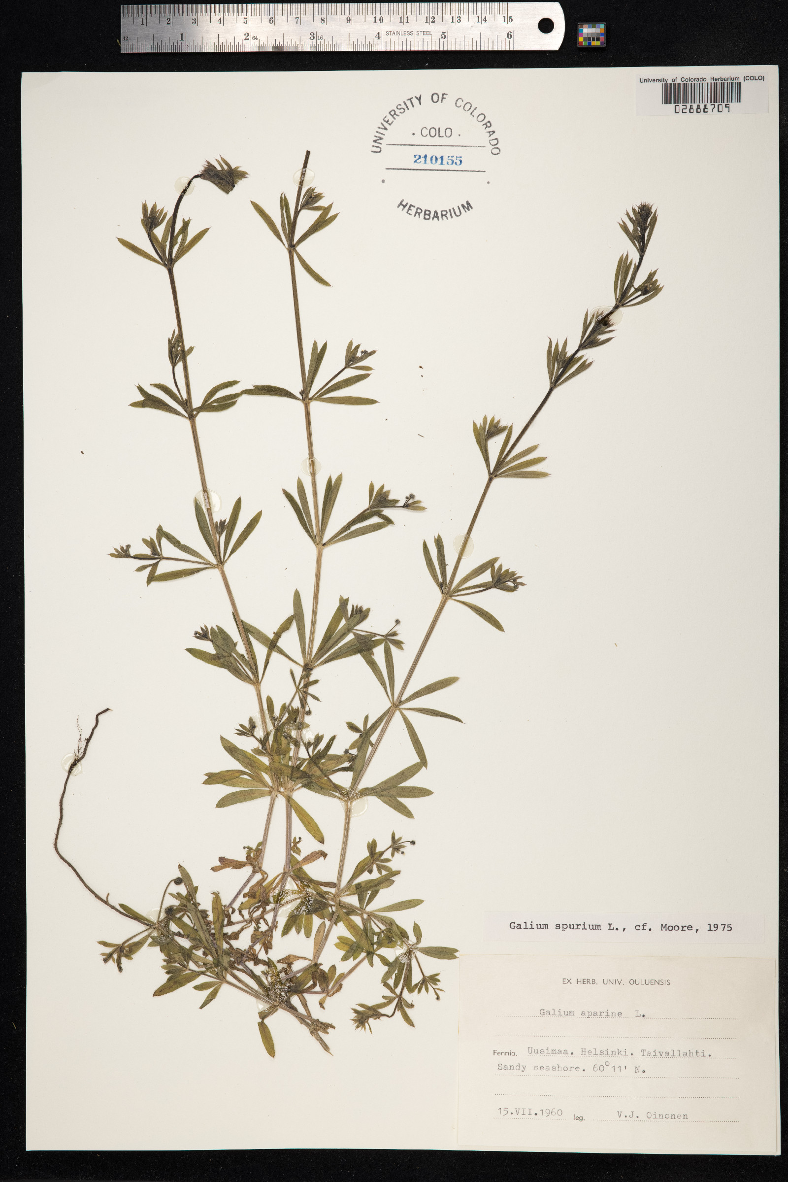 Galium aparine image