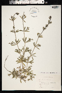 Galium aparine image