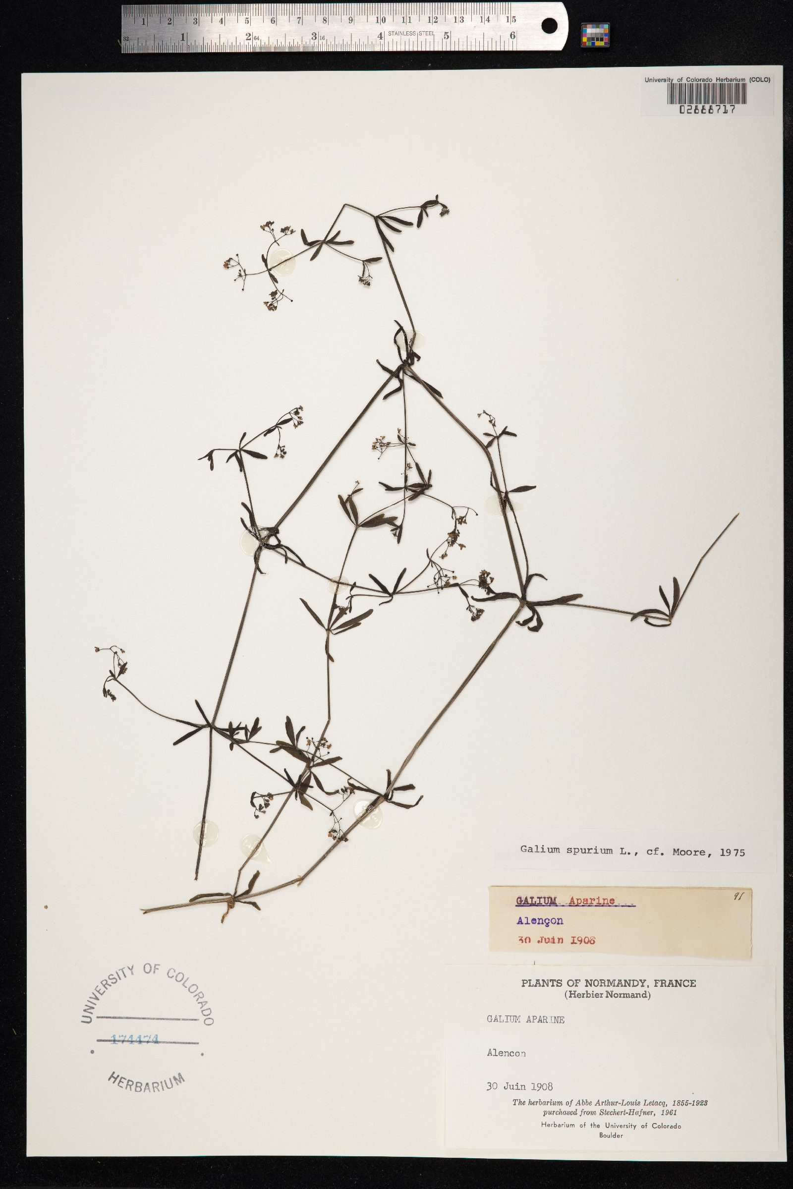 Galium aparine image