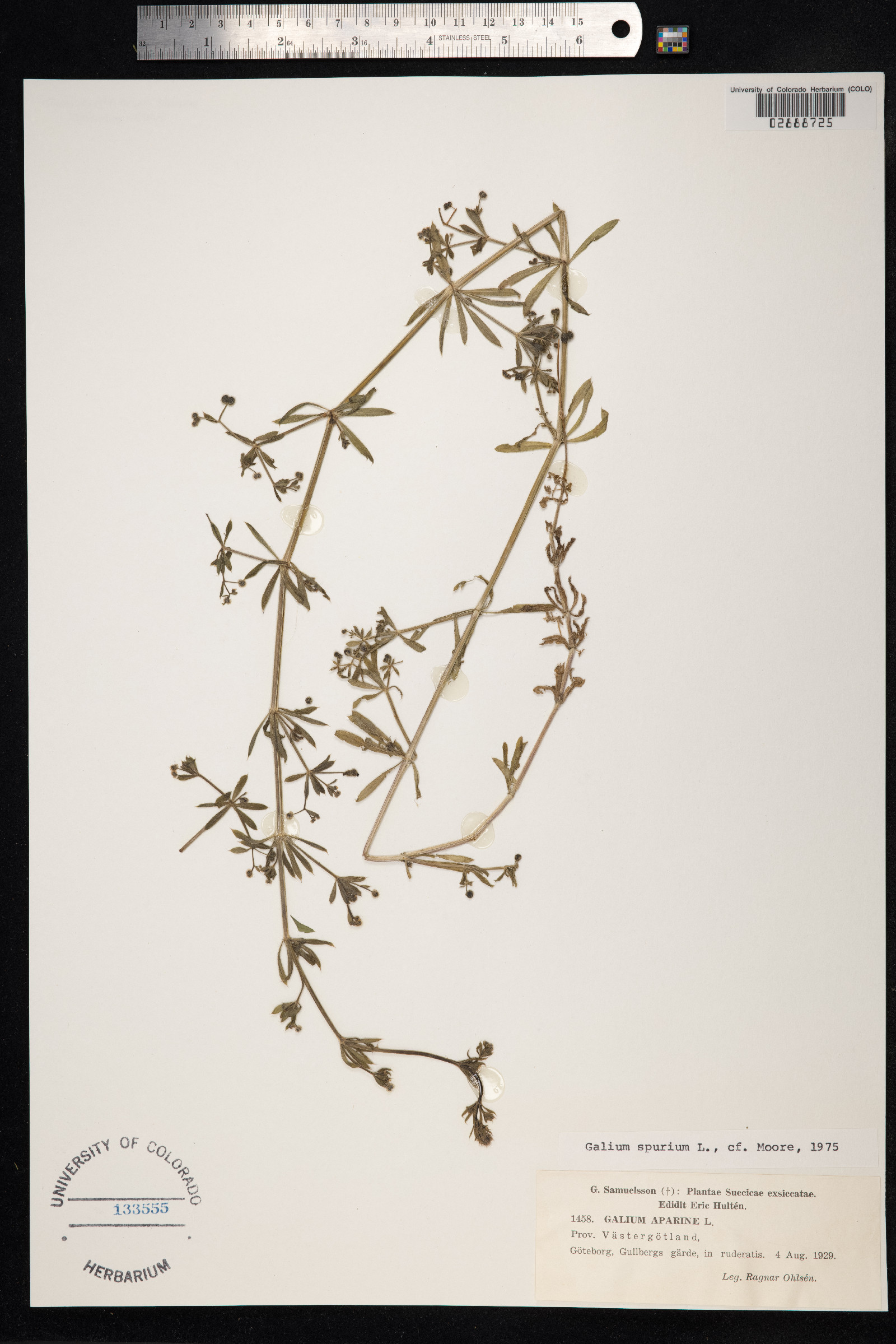 Galium aparine image