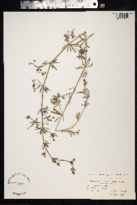 Galium aparine image