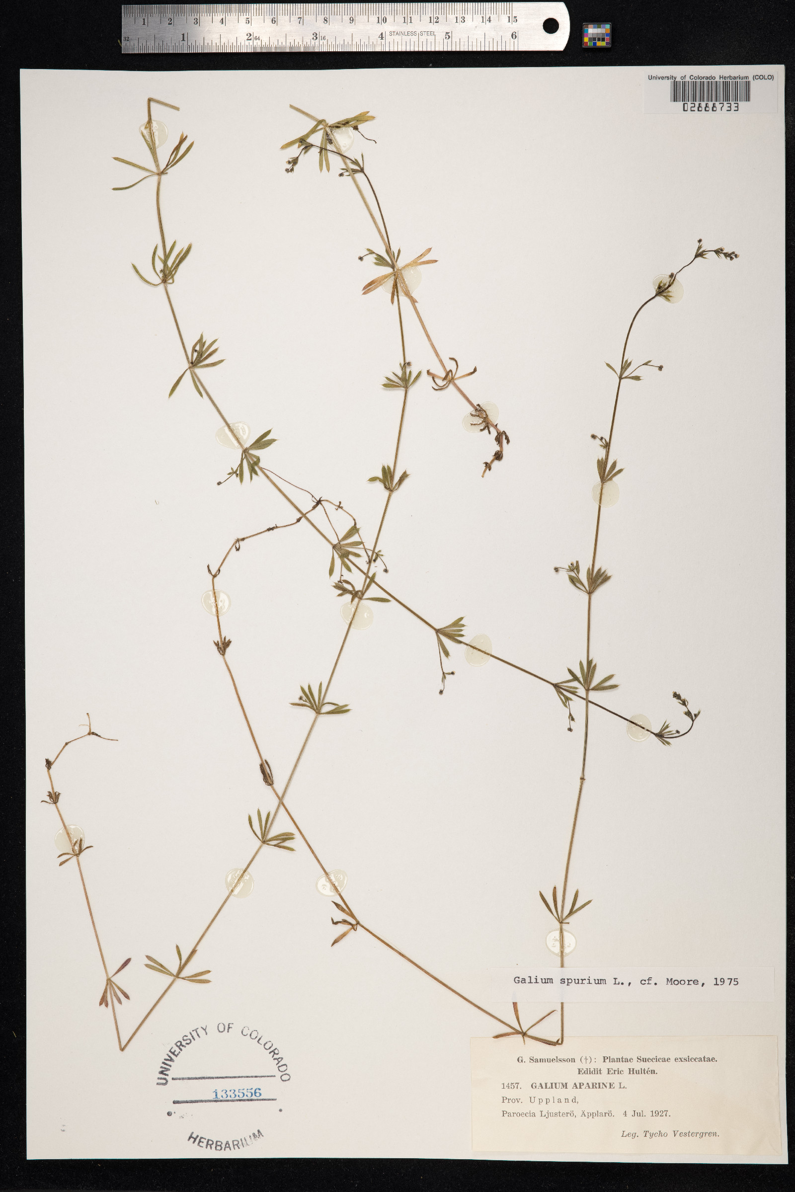 Galium aparine image