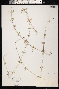 Galium aparine image