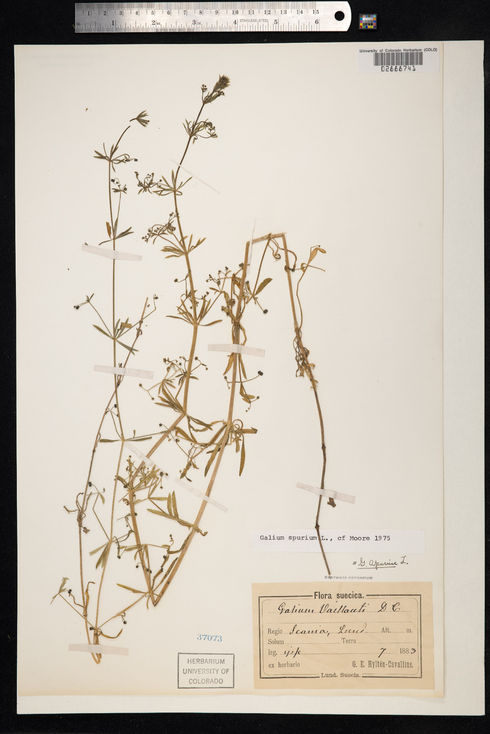 Galium aparine image