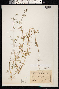 Galium aparine image