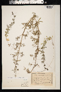 Galium aparine image