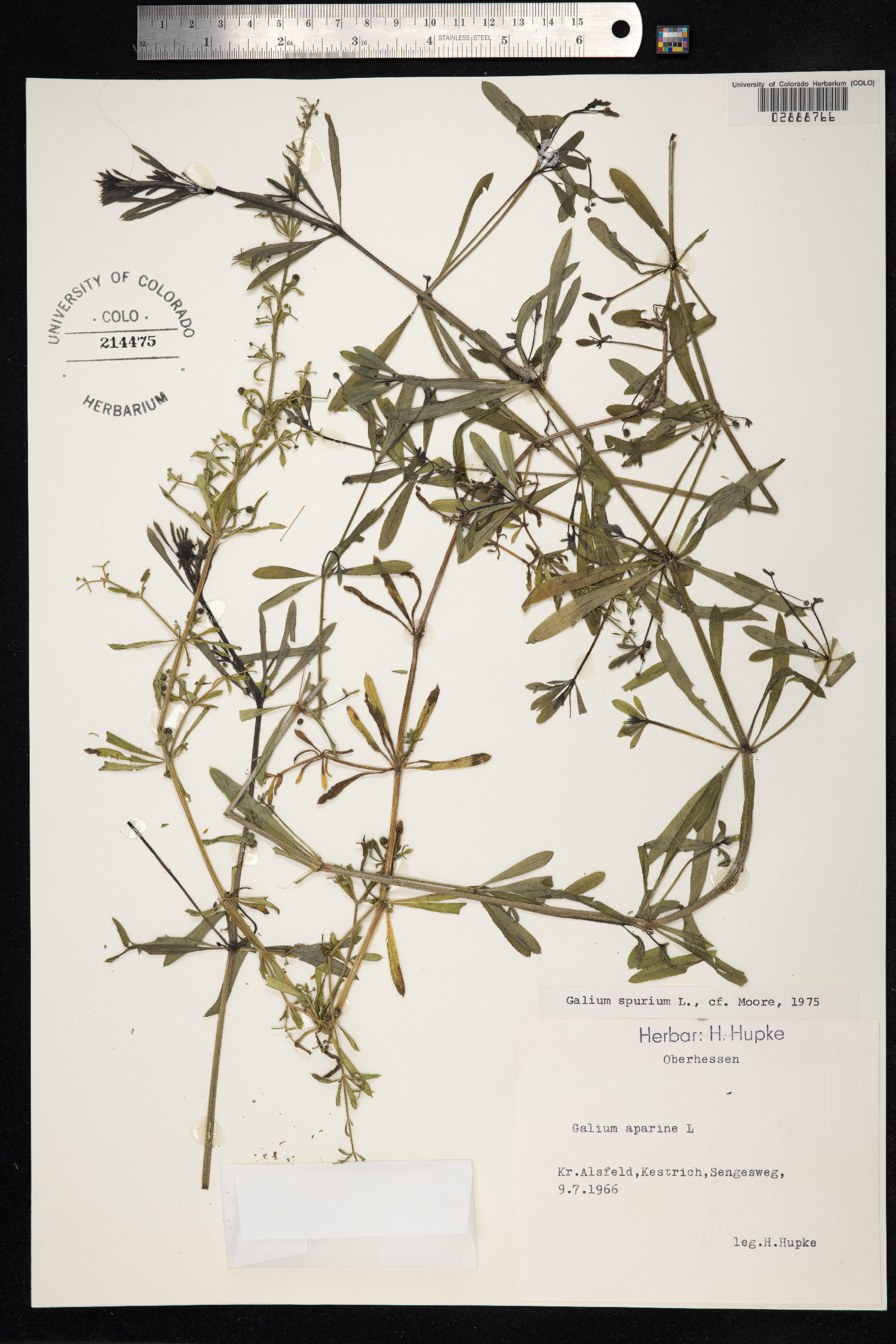 Galium aparine image