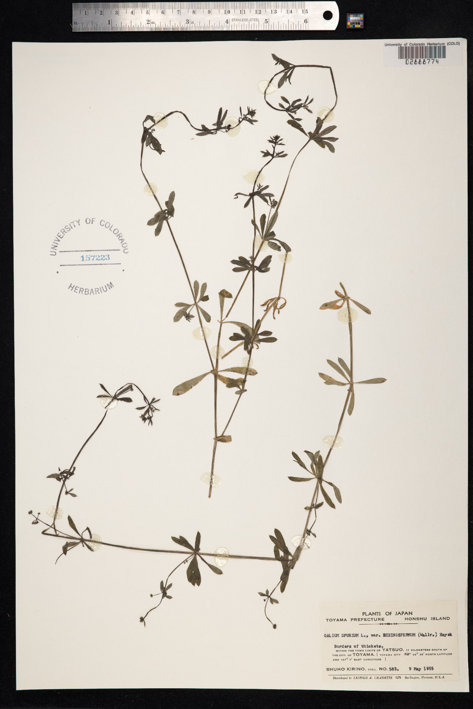 Galium aparine image