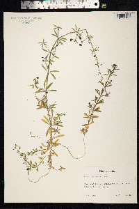 Galium aparine image