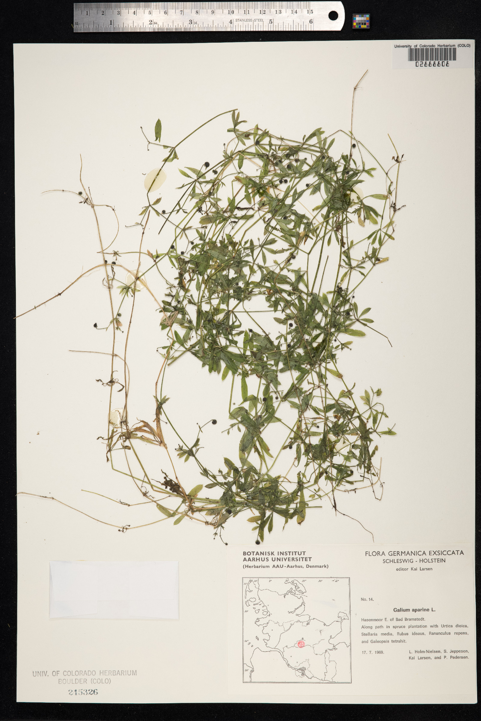 Galium aparine image