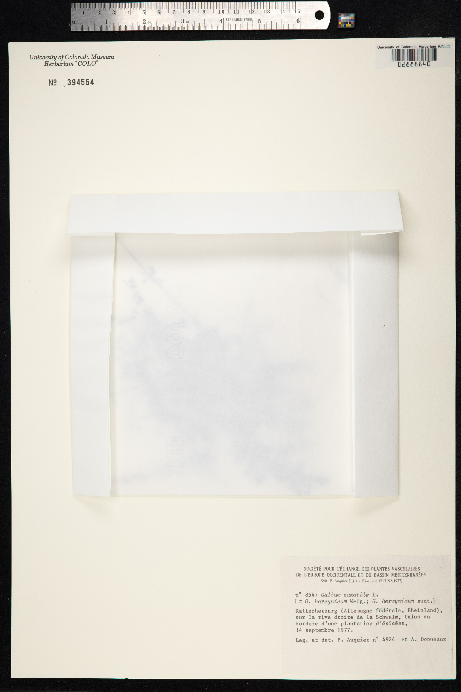 Galium saxatile image