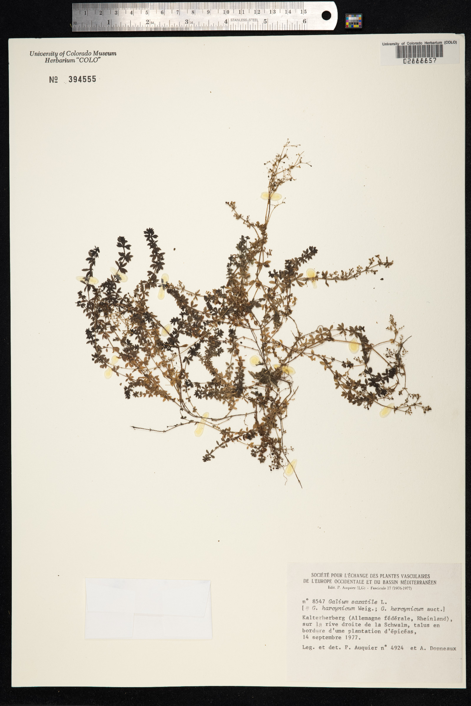 Galium saxatile image