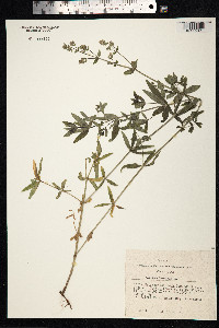 Galium boreale image