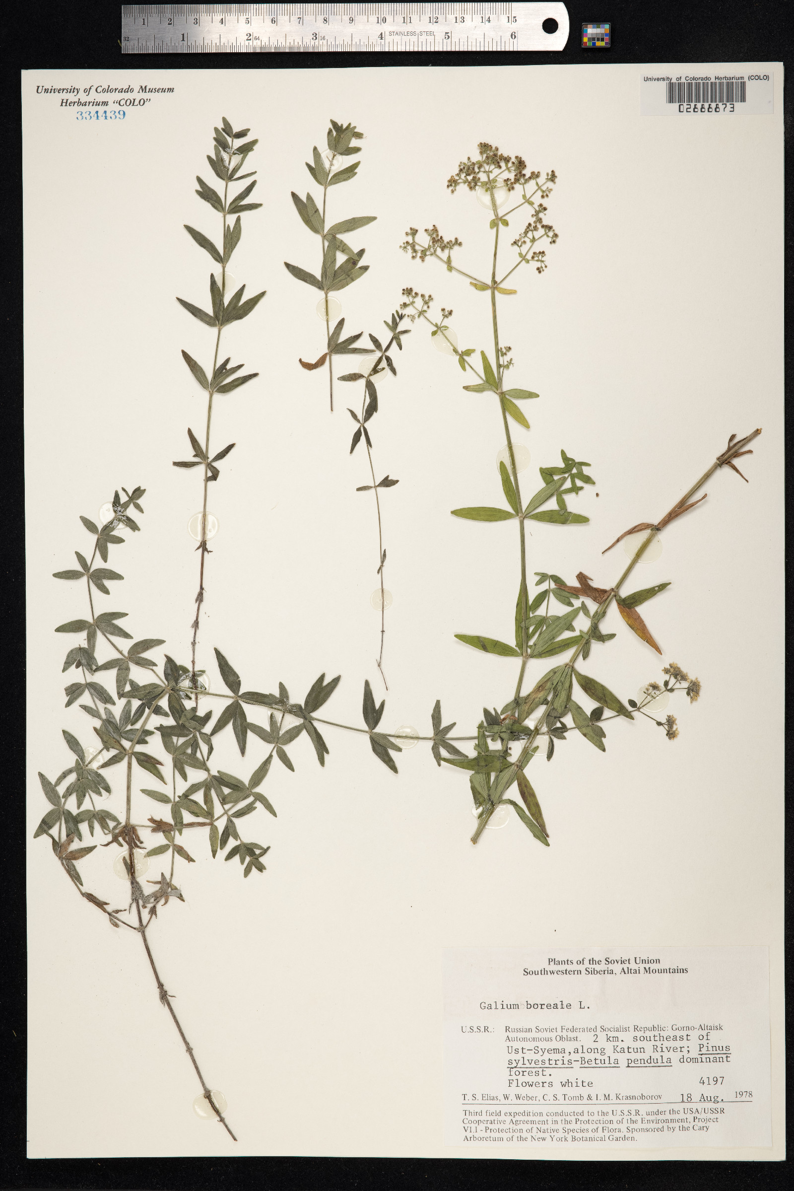 Galium boreale image