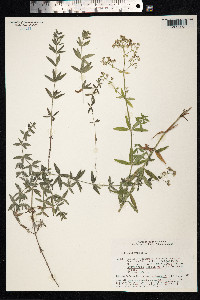 Galium boreale image