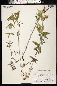 Galium boreale image