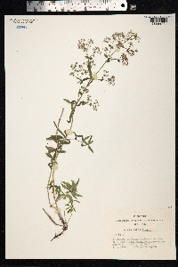 Galium boreale image