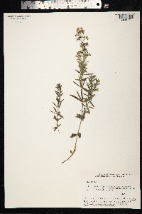 Galium boreale image