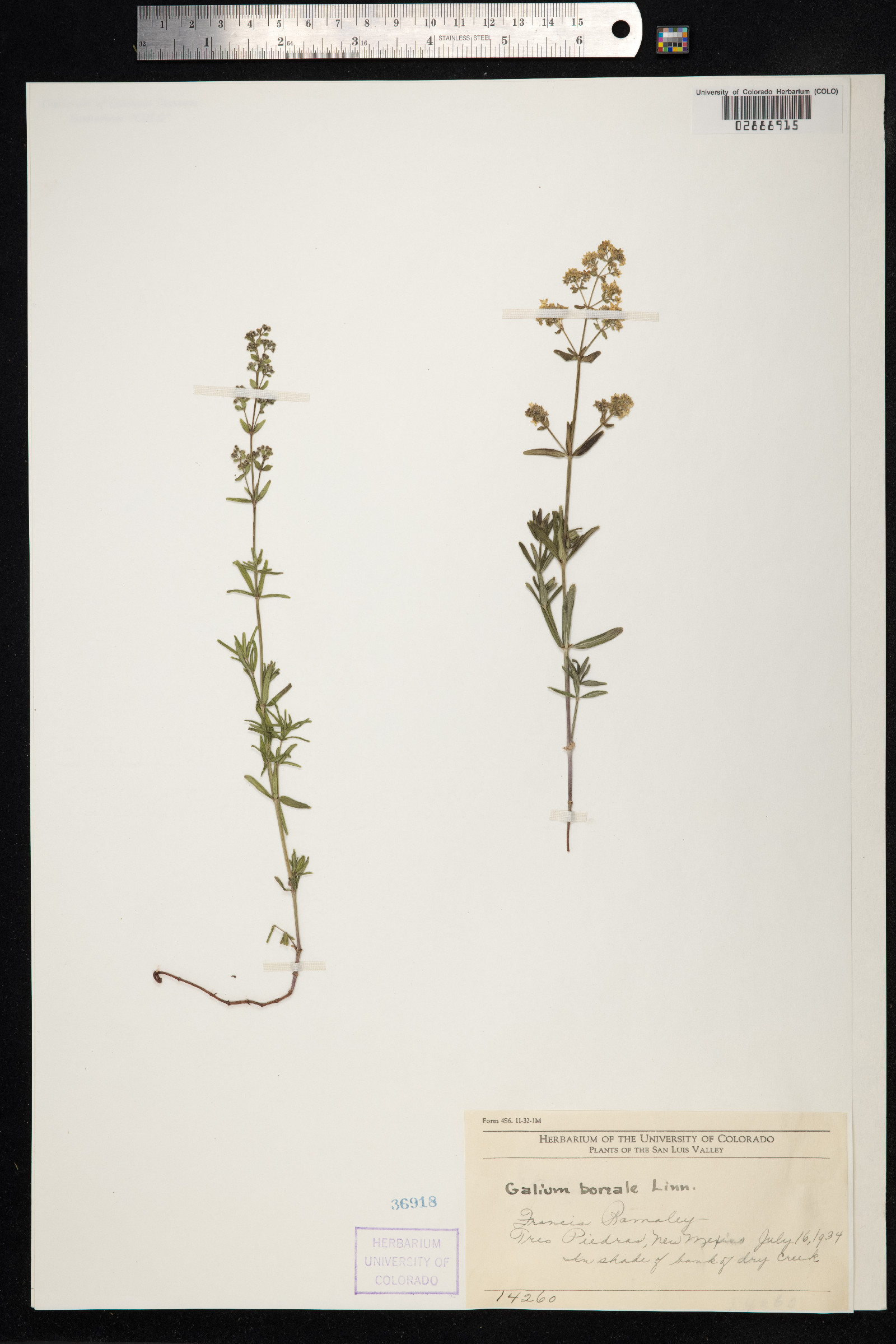 Galium boreale image
