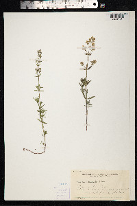 Galium boreale image