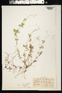 Galium rotundifolium image