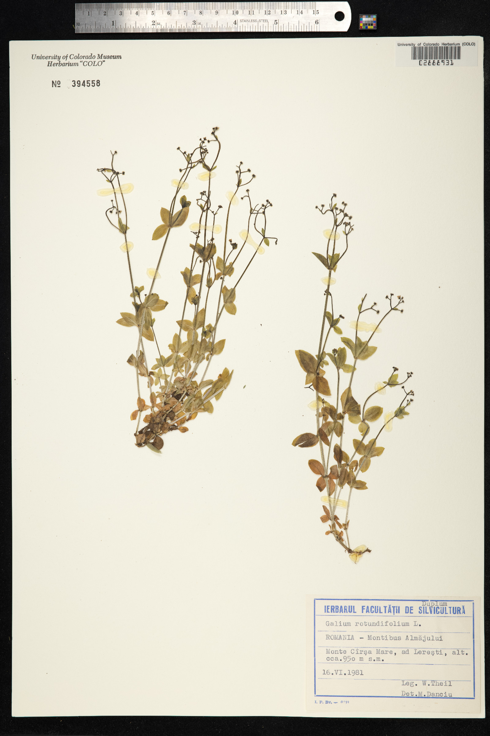 Galium rotundifolium image