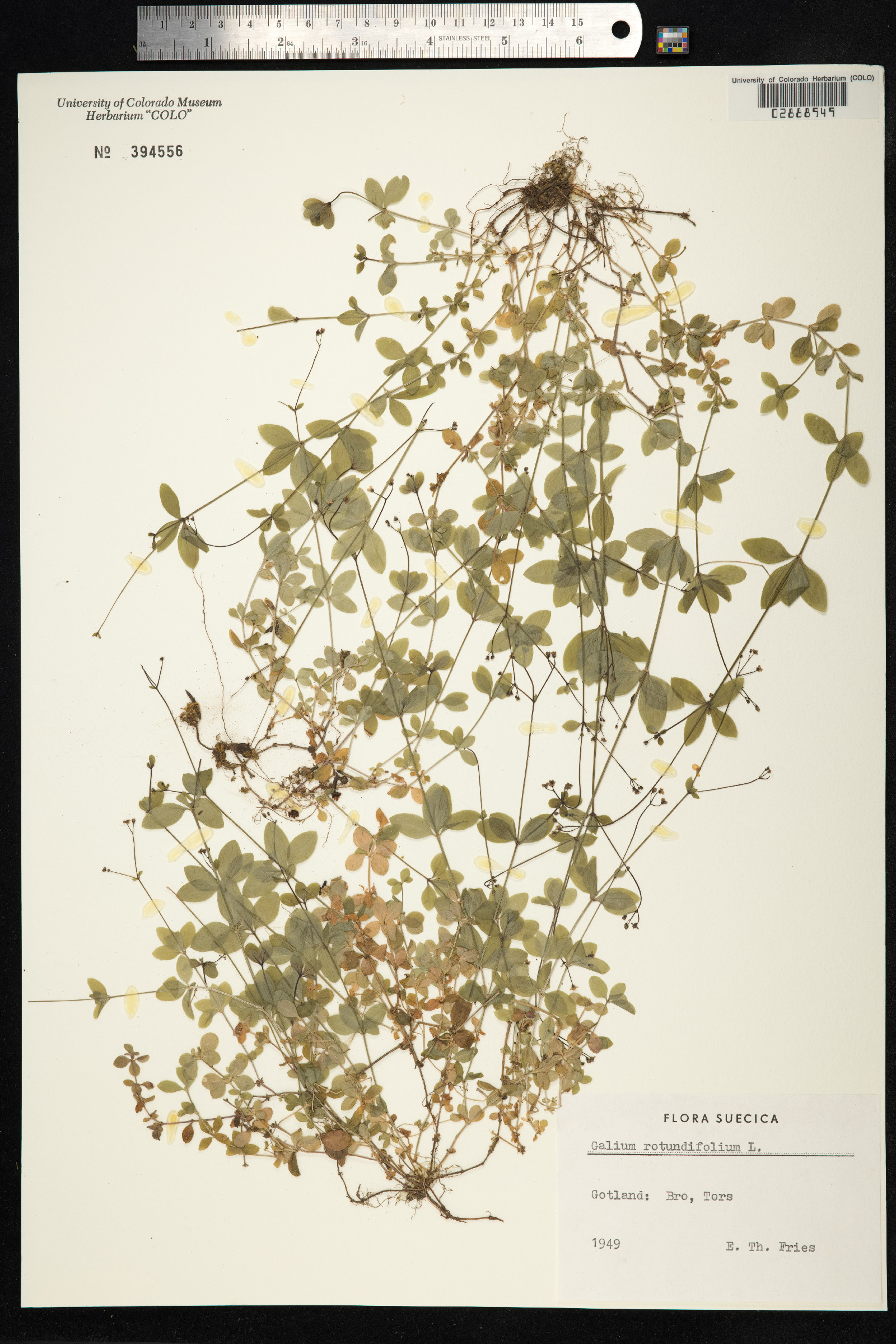 Galium rotundifolium image