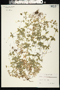 Galium rotundifolium image