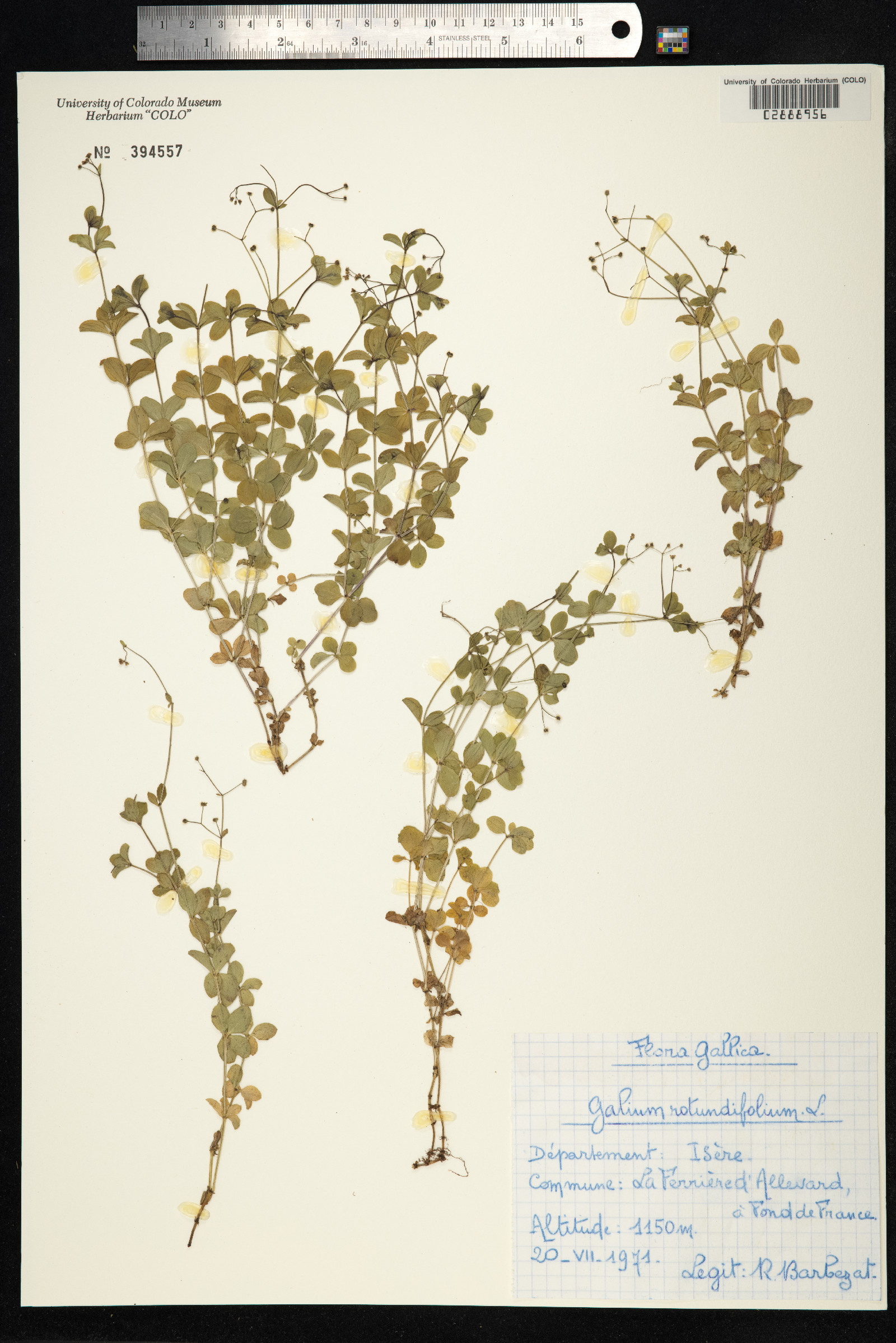 Galium rotundifolium image