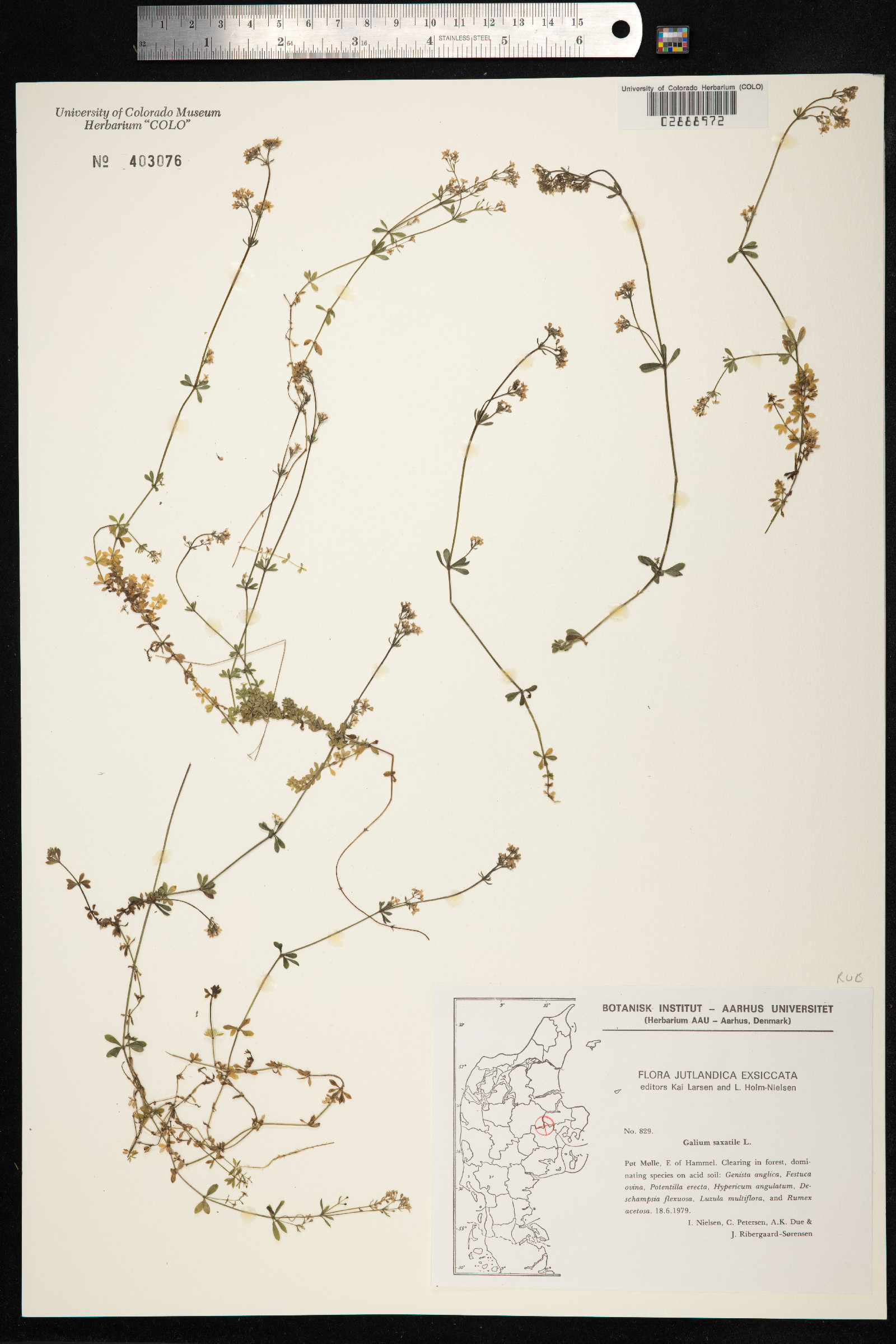 Galium saxatile image