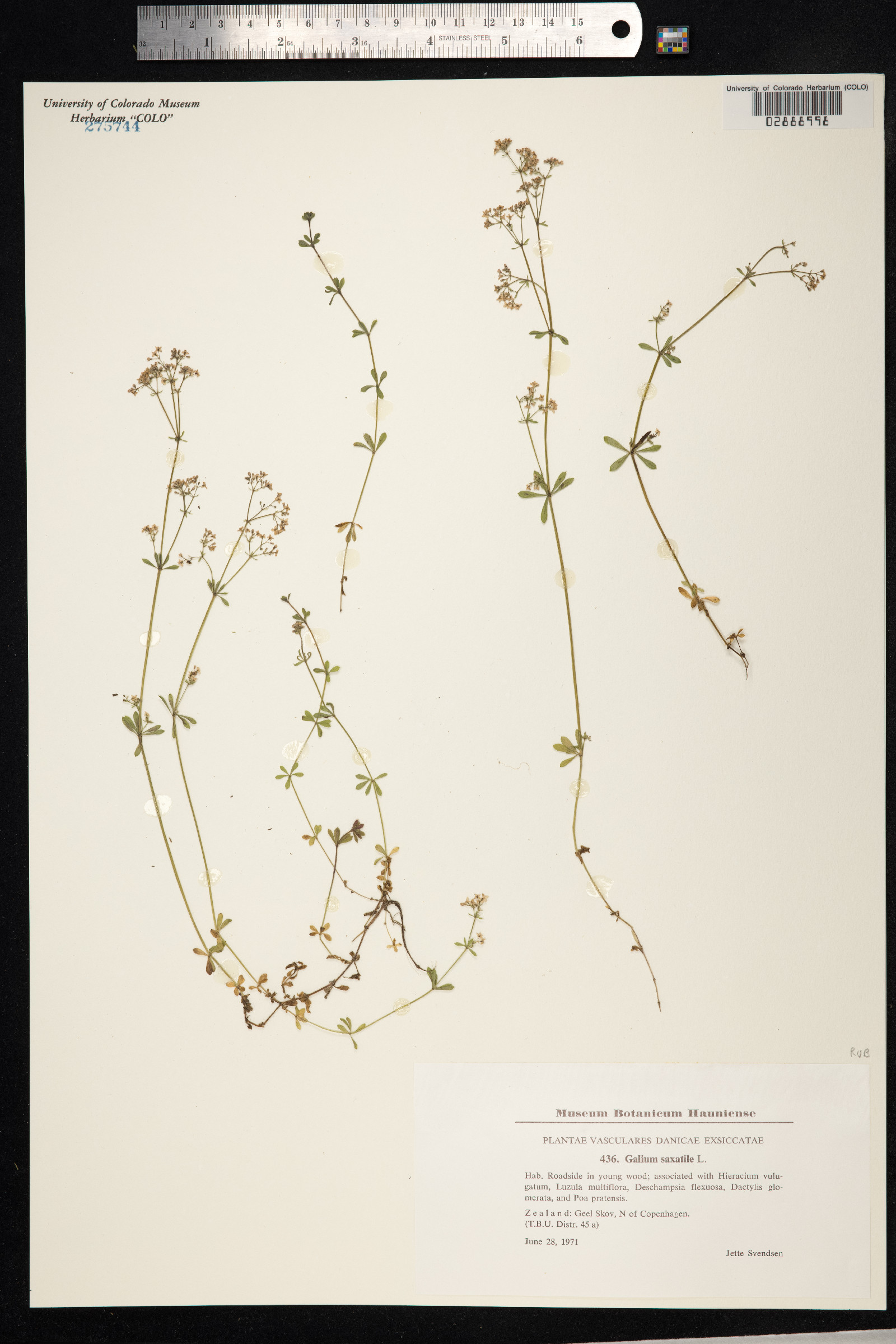 Galium saxatile image