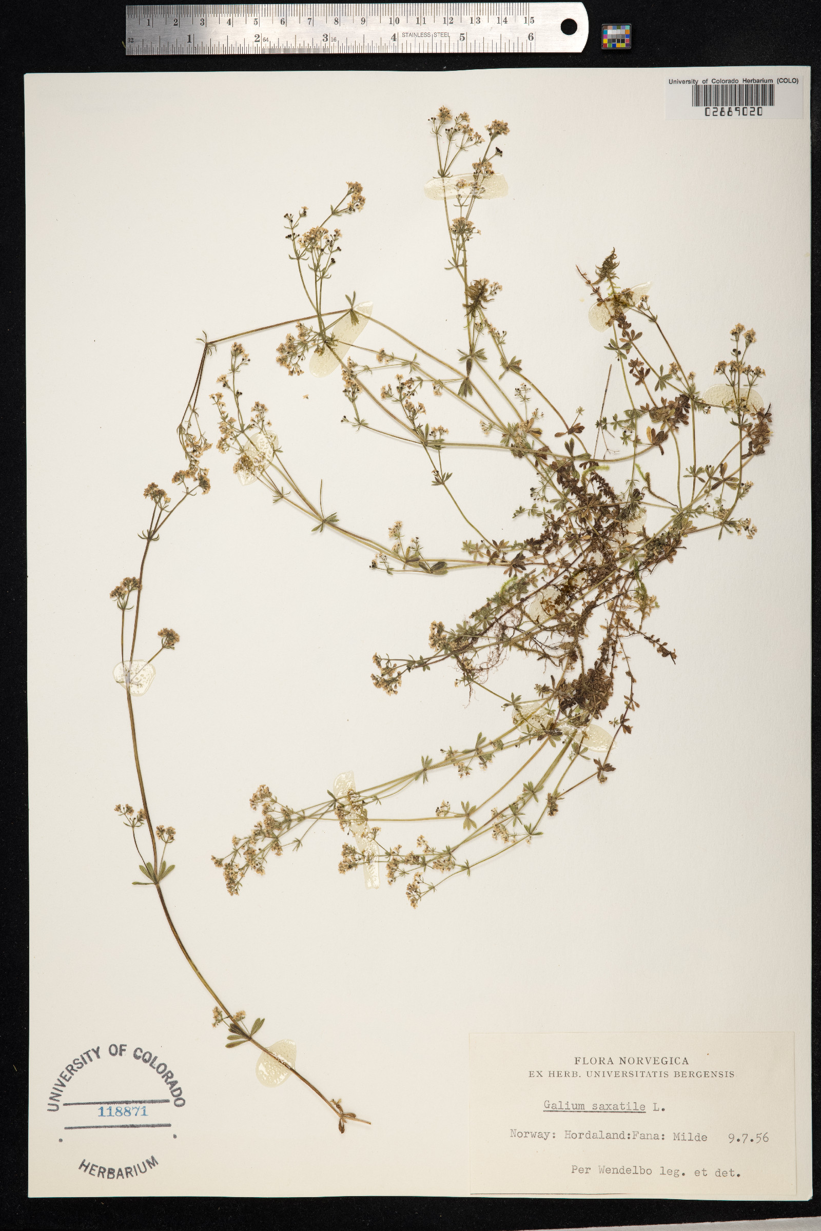 Galium saxatile image