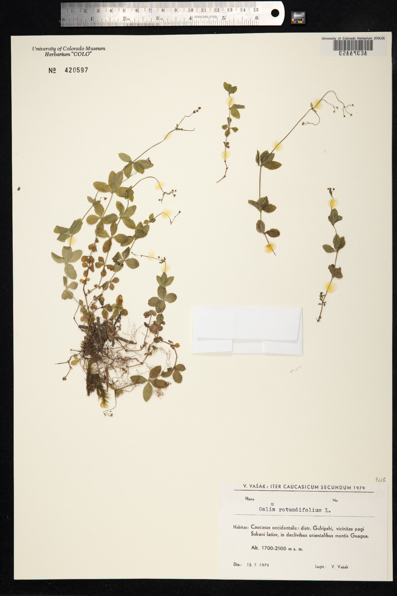 Galium rotundifolium image