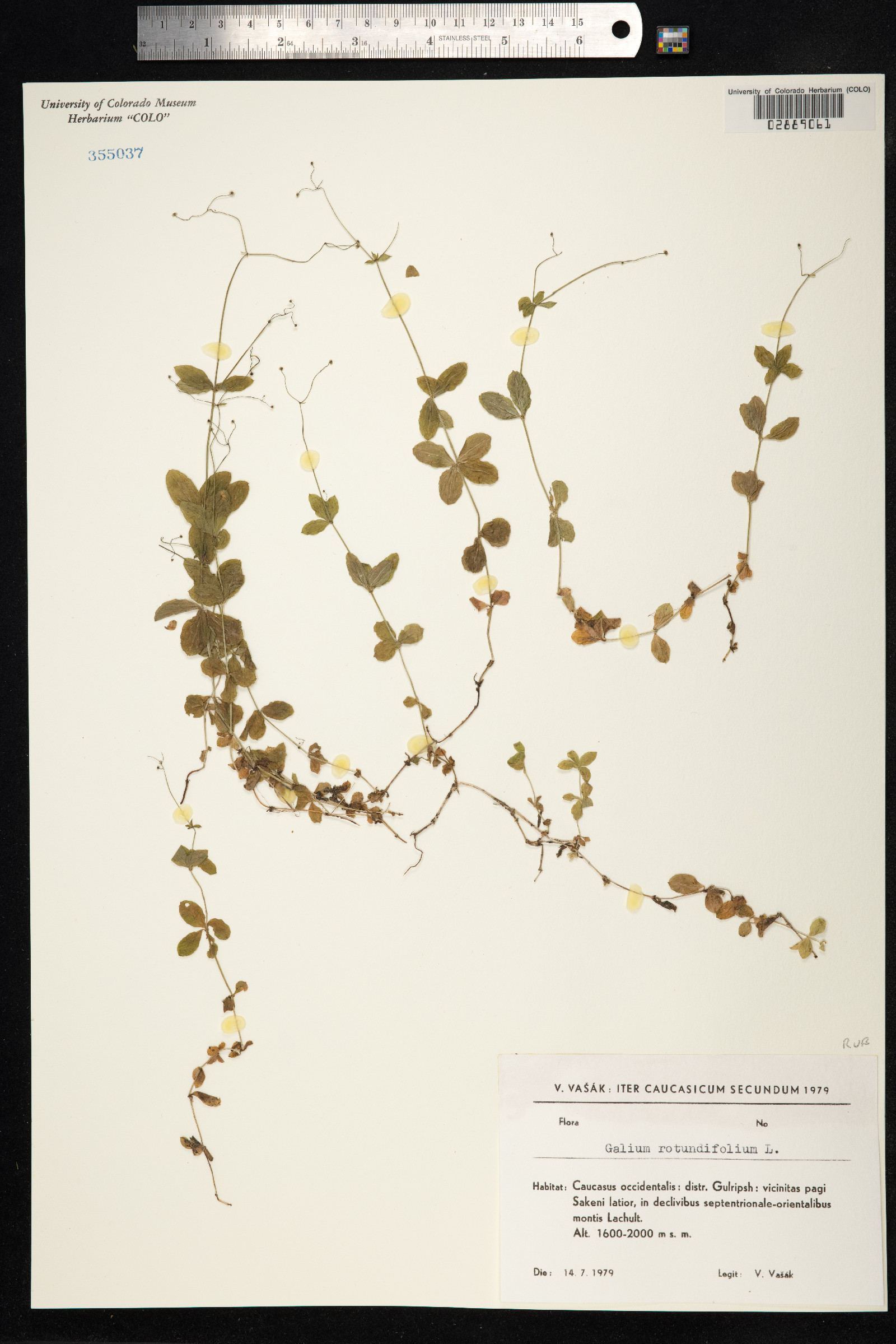 Galium rotundifolium image