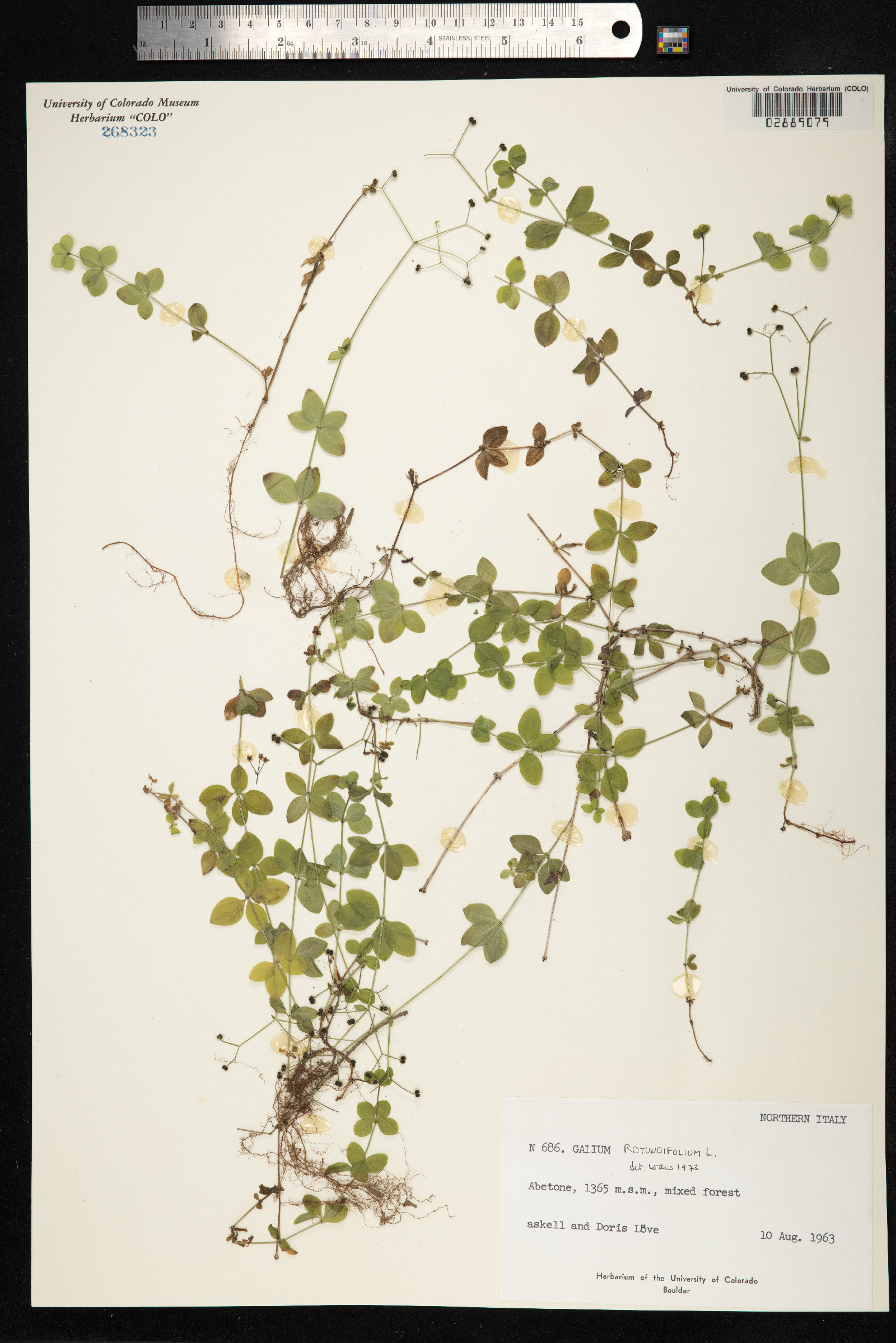 Galium rotundifolium image