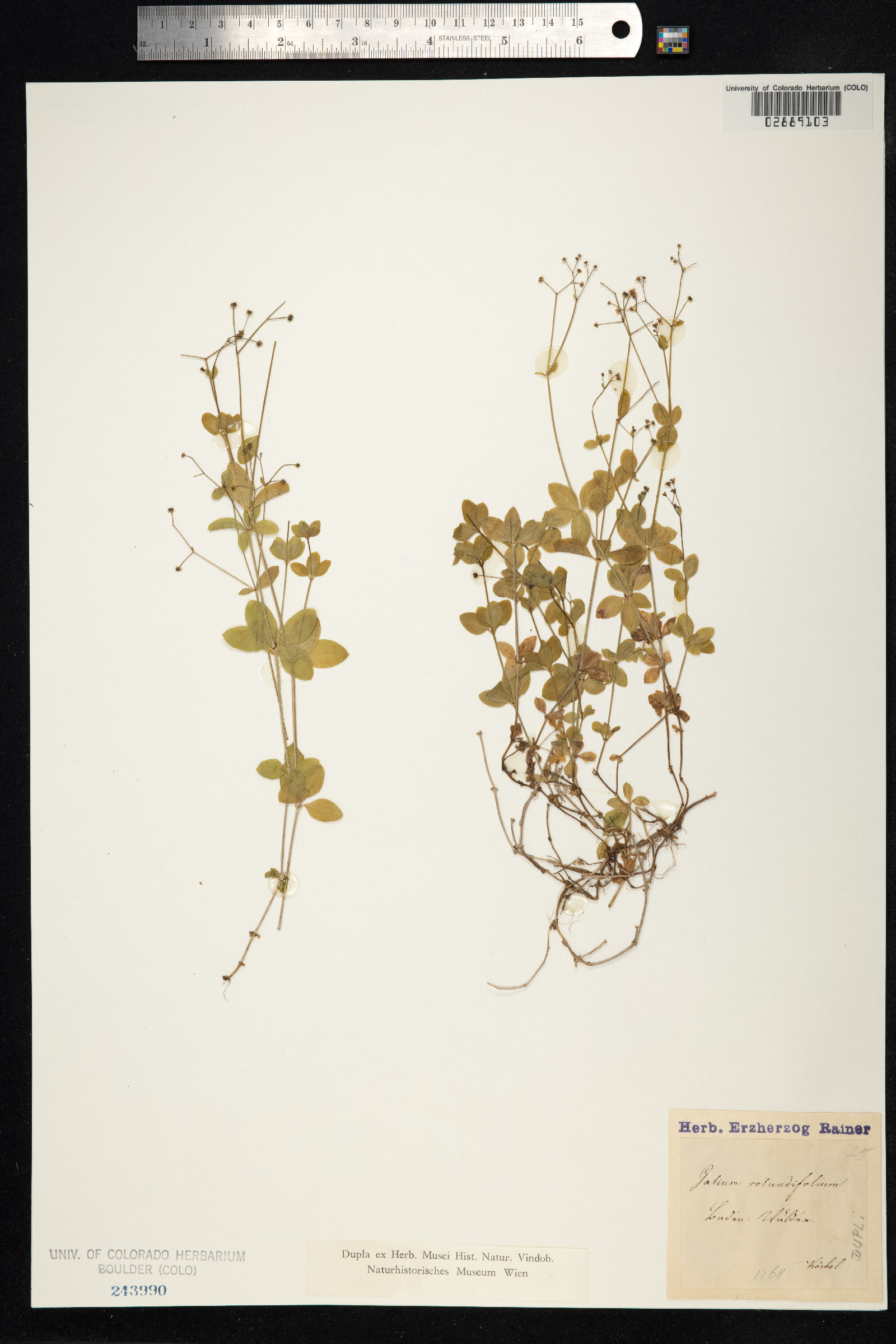 Galium rotundifolium image