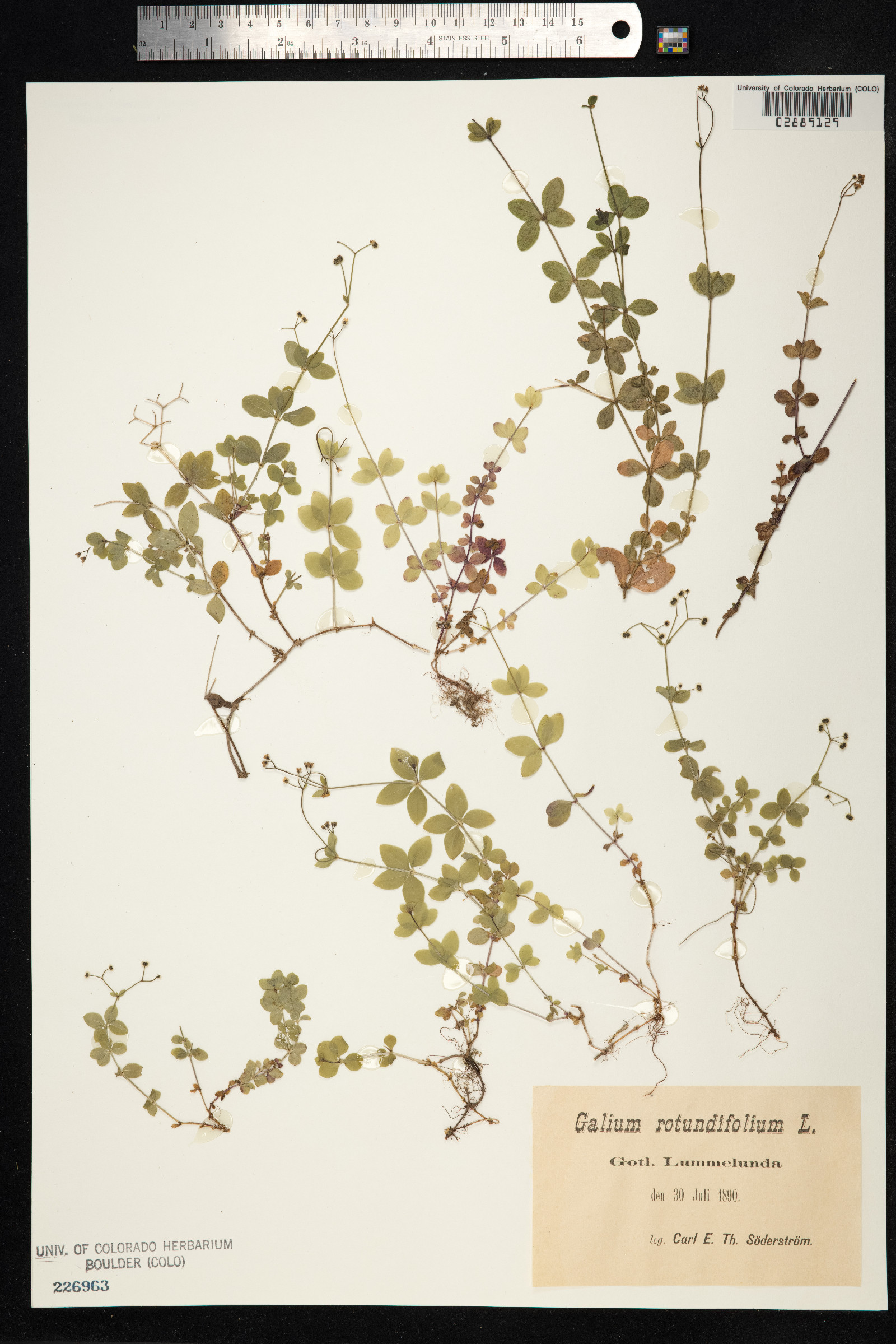 Galium rotundifolium image