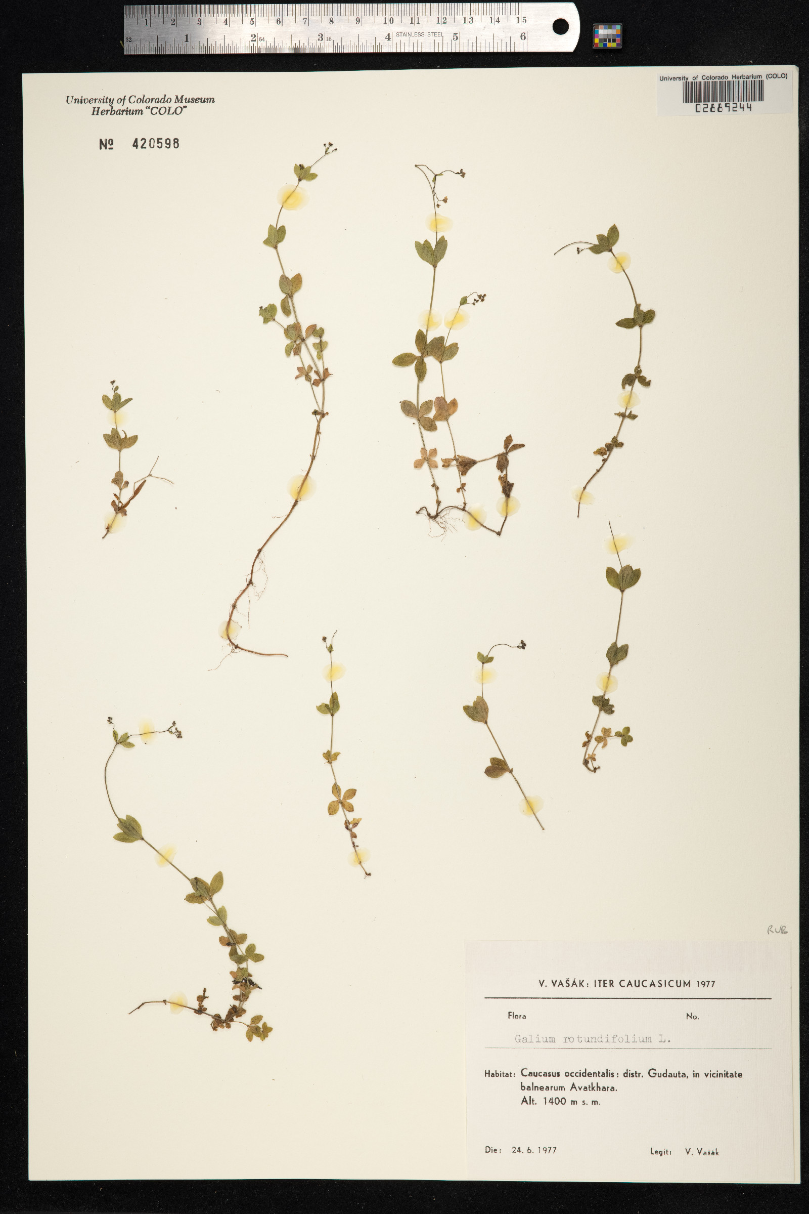 Galium rotundifolium image