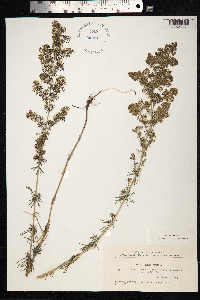 Galium verum image