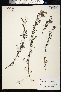 Galium verum image