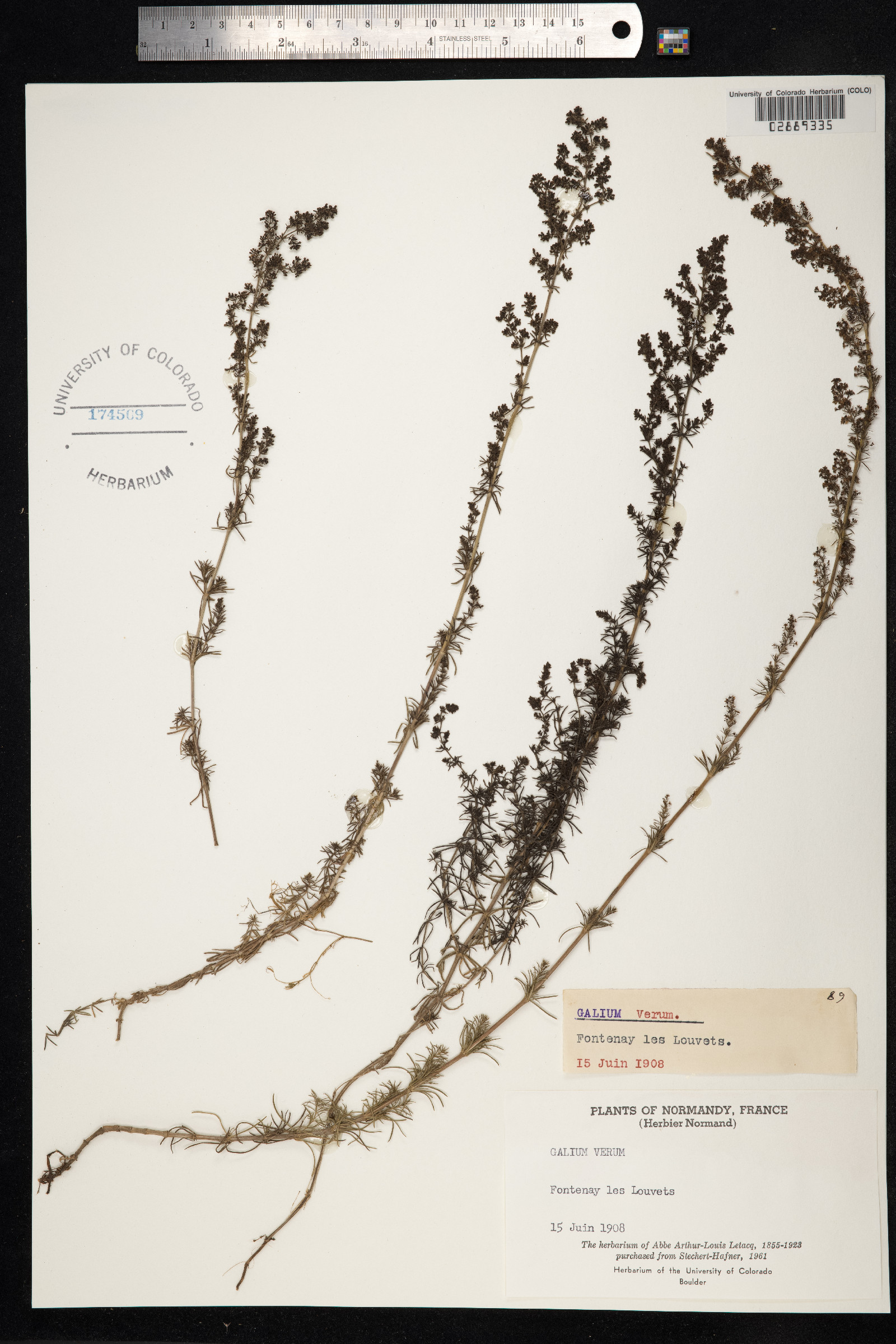 Galium verum image