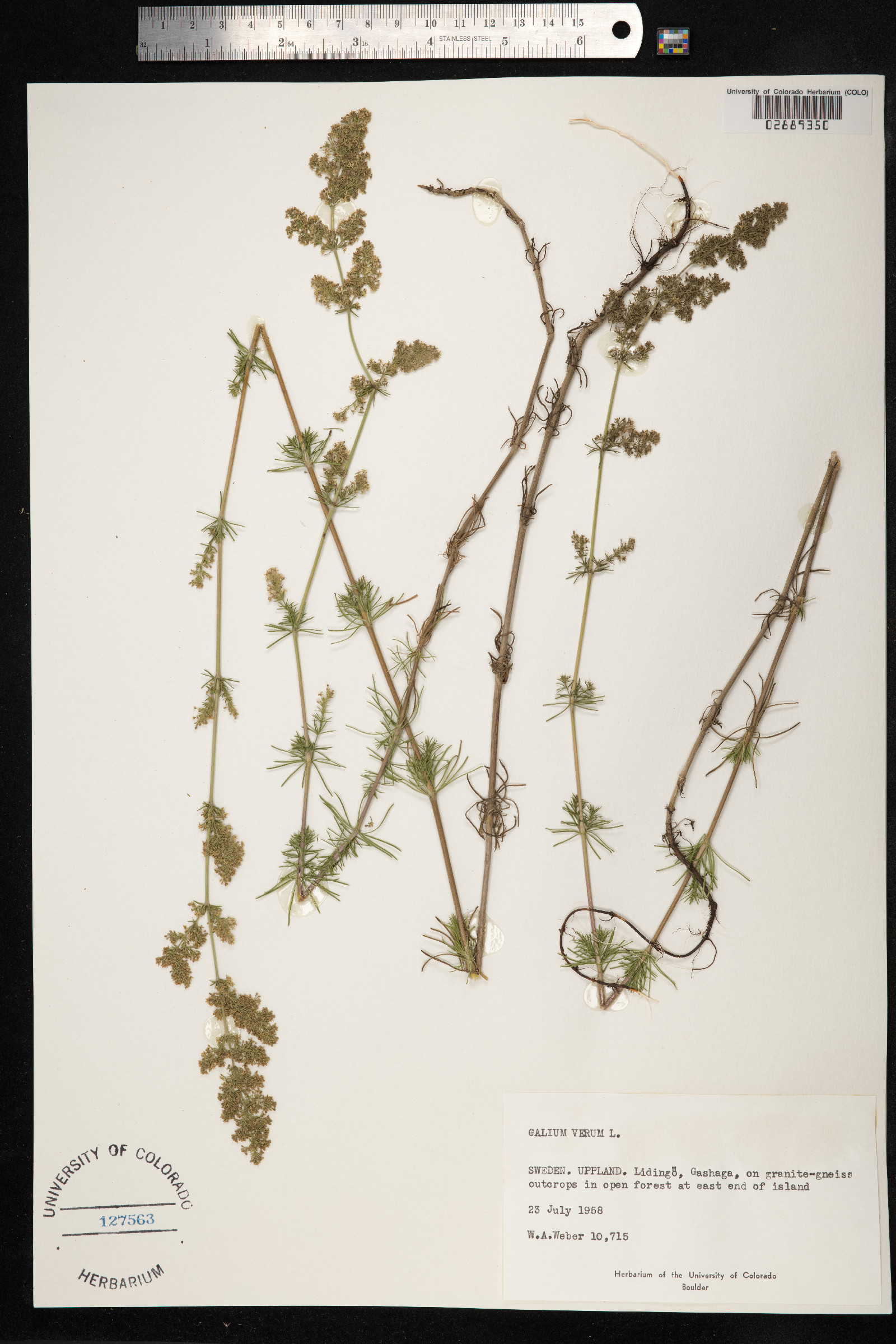 Galium verum image