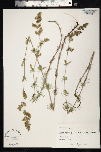 Galium verum image
