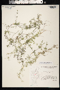 Galium uliginosum image