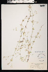 Galium uliginosum image